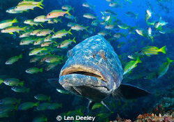 Potato Grouper accompanying a shoal of snappers and goatf... by Len Deeley 